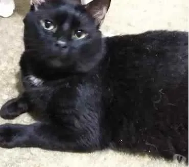 Gato ra a Srd  idade 1 ano nome Jesus lindo gatinho 