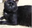 Jesus lindo gatinho