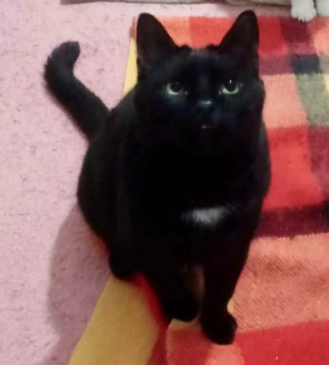 Gato ra a Srd  idade 1 ano nome Jesus lindo gatinho 