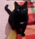 Jesus lindo gatinho