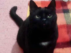Gato raça Srd  idade 1 ano nome Jesus lindo gatinho 