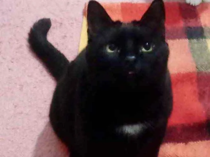 Gato ra a Srd  idade 1 ano nome Jesus lindo gatinho 