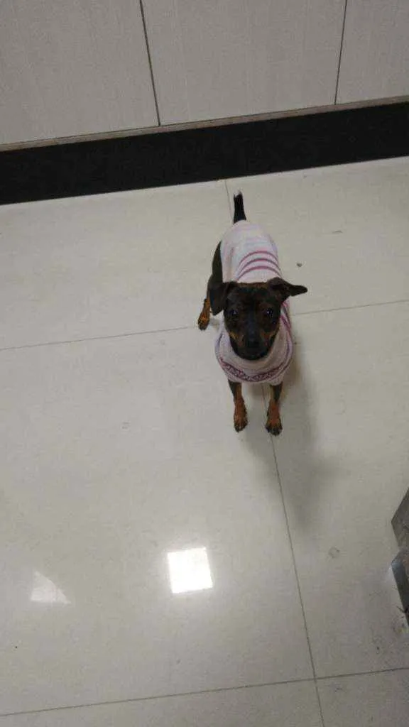Cachorro ra a Pinscher idade 1 ano nome Scooby