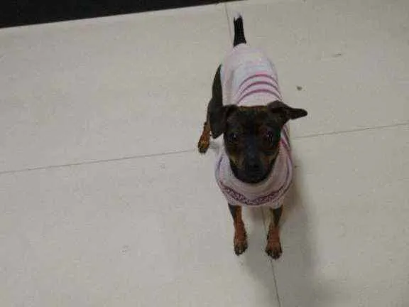 Cachorro ra a Pinscher idade 1 ano nome Scooby
