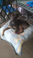 Scooby