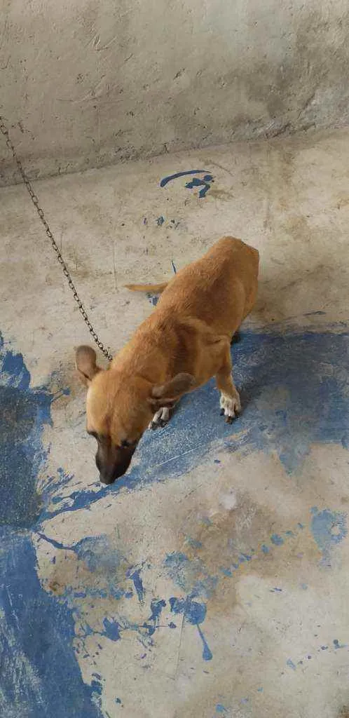 Cachorro ra a Vira lata idade 2 anos nome Pietra