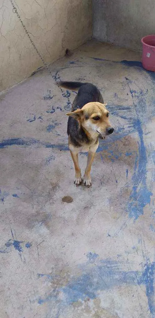 Cachorro ra a Vira lata idade 1 ano nome Luar