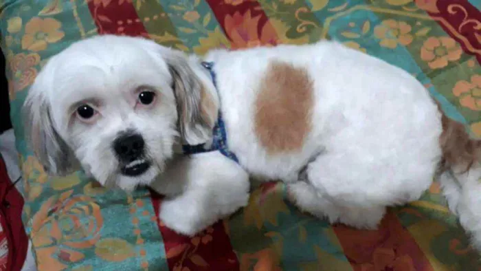 Cachorro ra a Shit zu idade 2 anos nome Valente 