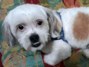 Cachorro raça Shit zu idade 2 anos nome Valente 