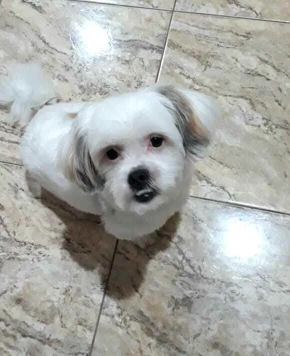 Cachorro ra a Shit zu idade 2 anos nome Valente 
