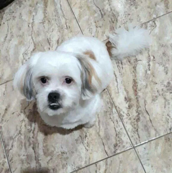 Cachorro ra a Shit zu idade 2 anos nome Valente 