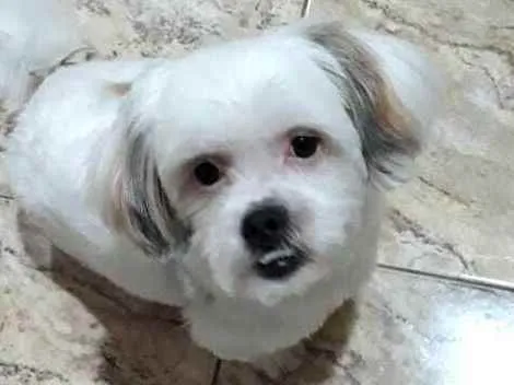 Cachorro ra a Shit zu idade 2 anos nome Valente 