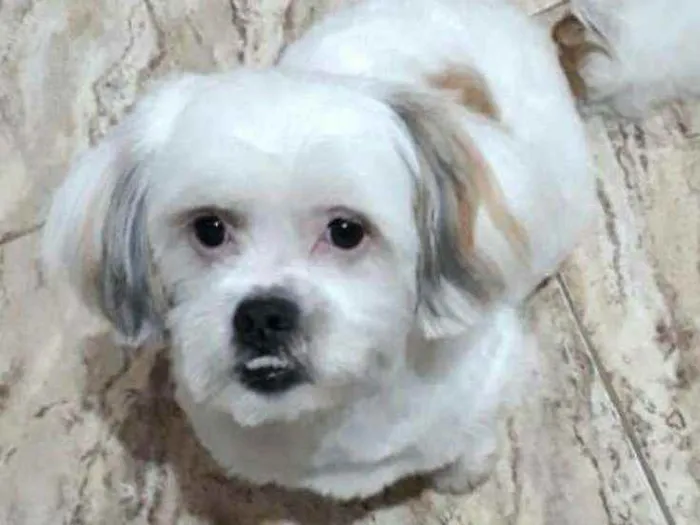 Cachorro ra a Shit zu idade 2 anos nome Valente 