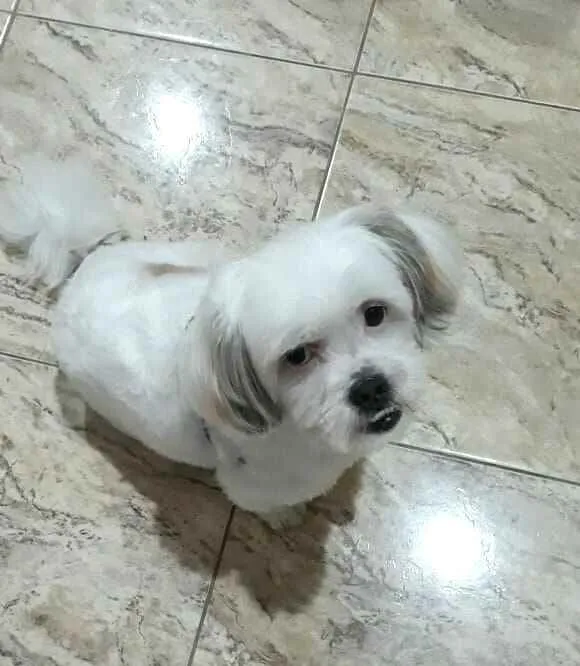 Cachorro ra a Shit zu idade 2 anos nome Valente 