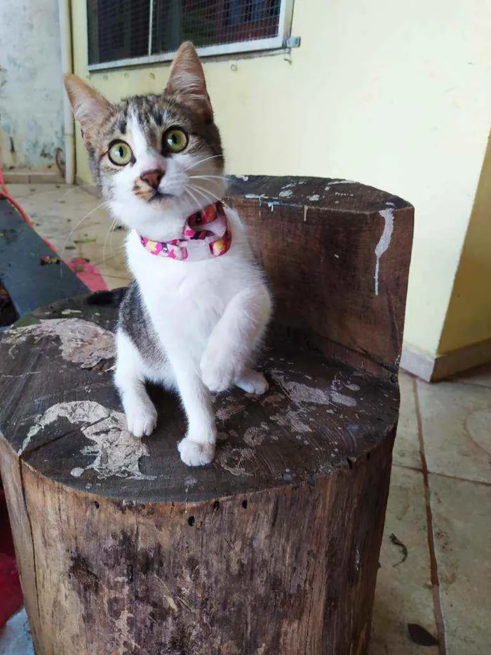 Gato ra a SRD idade 2 a 6 meses nome Lisbela