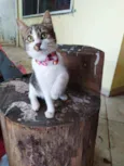 Lisbela