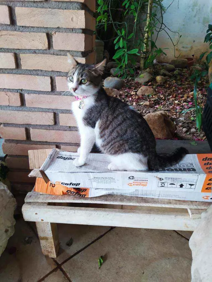 Gato ra a SRD idade 2 a 6 meses nome Lisbela