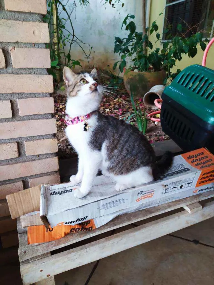 Gato ra a SRD idade 2 a 6 meses nome Lisbela