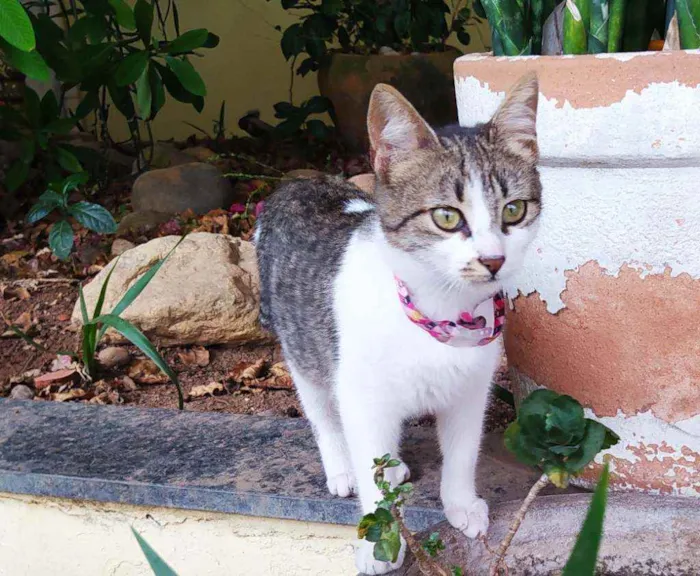 Gato ra a SRD idade 2 a 6 meses nome Lisbela