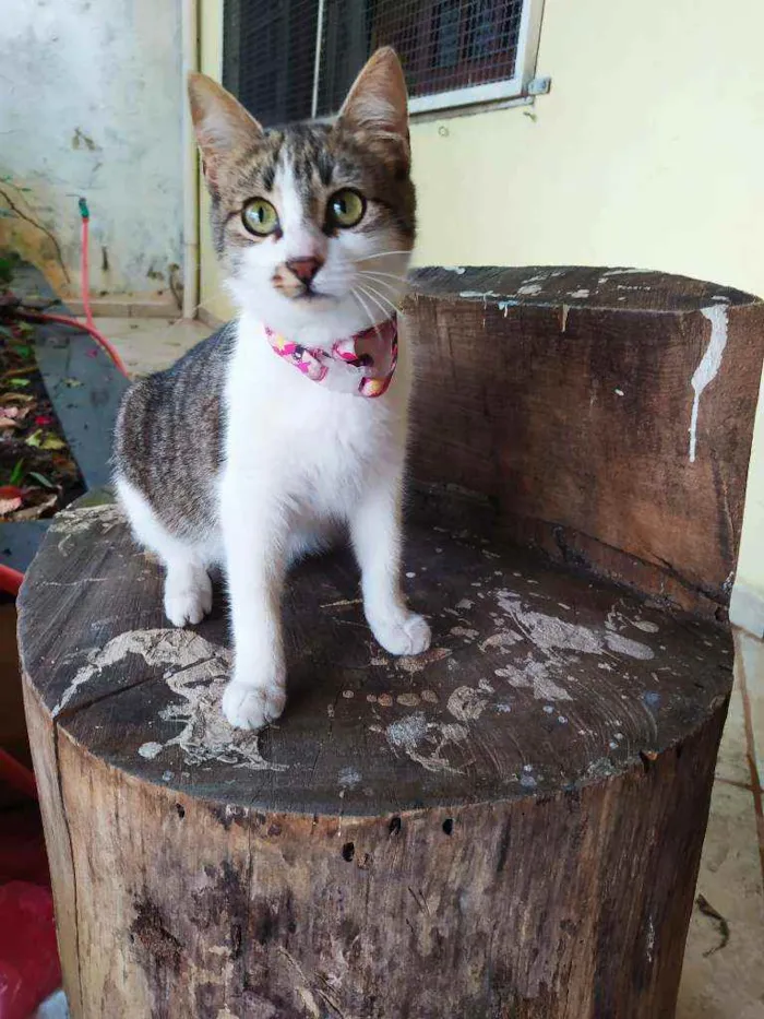 Gato ra a SRD idade 2 a 6 meses nome Lisbela