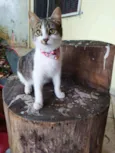 Lisbela