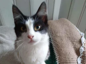 Gato raça srd  idade 2 a 6 meses nome Rabito