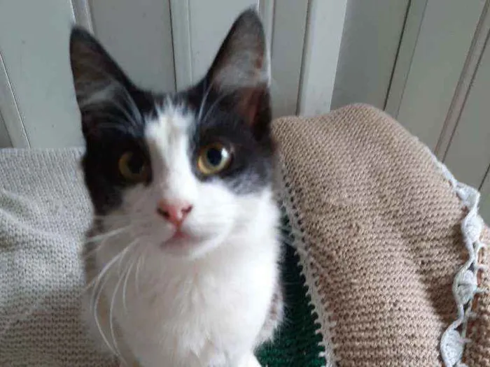 Gato ra a srd  idade 2 a 6 meses nome Rabito