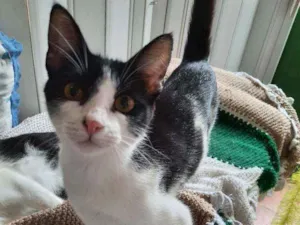 Gato raça srd  idade 2 a 6 meses nome Black 