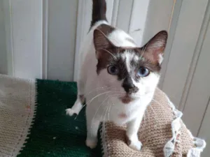 Gato raça srd  idade 1 ano nome Coca cola 