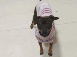Cachorro raça Pinscher idade 1 ano nome Scooby