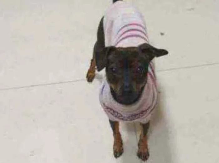 Cachorro ra a Pinscher idade 1 ano nome Scooby