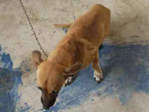 Cachorro raça Vira lata idade 2 anos nome Pietra