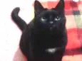 Jesus lindo gatinho