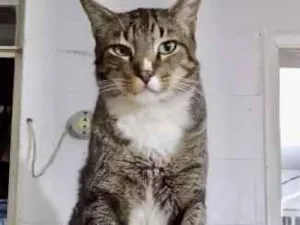 Gato raça Srd tigrado  idade 2 anos nome Tigue lindo gatinho 