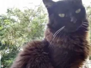 Gato raça Srd idade 3 anos nome Belíssima gatinha 