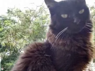 Gato ra a Srd idade 3 anos nome Belíssima gatinha 