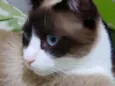 Bolacha um lindo !