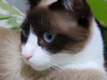 Gato ra a Siamês com vira-lata  idade 1 ano nome Bolacha um lindo !
