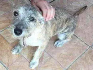 Cachorro raça SRD idade 2 a 6 meses nome Ariel