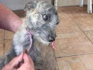 Cachorro raça SRD idade 2 a 6 meses nome Magaly