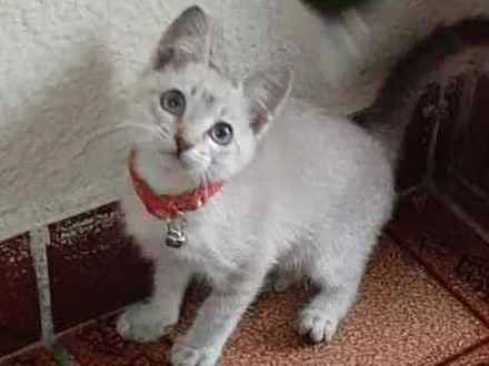 Gato ra a Siamês idade 2 a 6 meses nome Não sei o nome