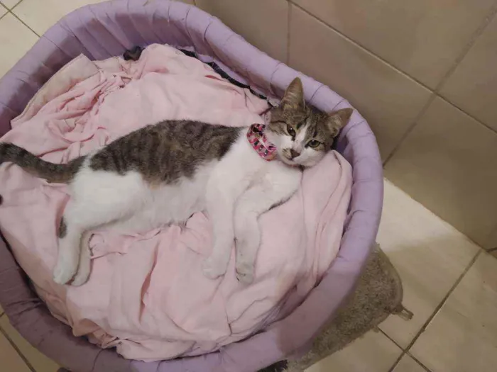 Gato ra a SRD idade 2 a 6 meses nome Lisbela