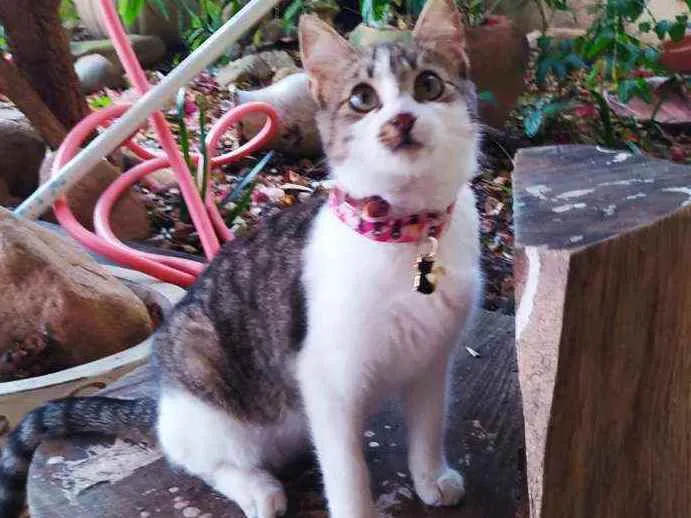 Gato ra a SRD idade 2 a 6 meses nome Lisbela