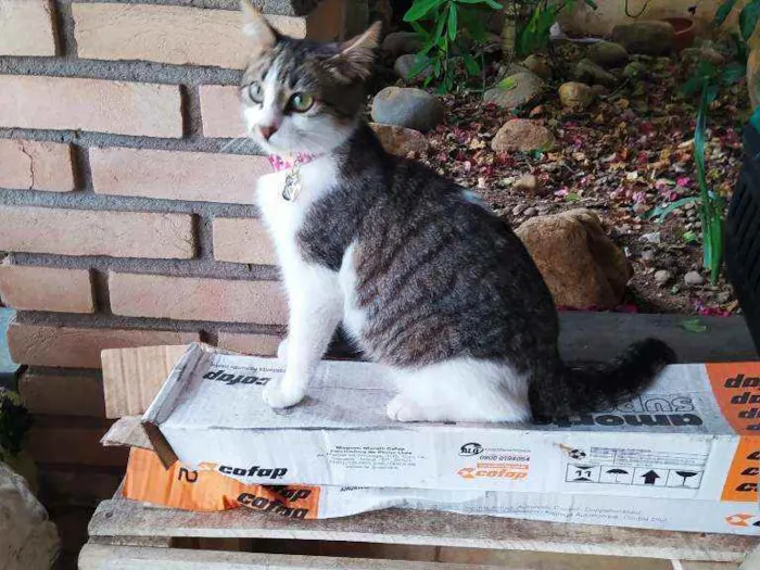 Gato ra a SRD idade 2 a 6 meses nome Lisbela