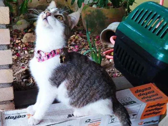 Gato ra a SRD idade 2 a 6 meses nome Lisbela