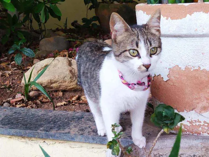 Gato ra a SRD idade 2 a 6 meses nome Lisbela