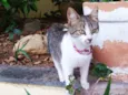 Lisbela