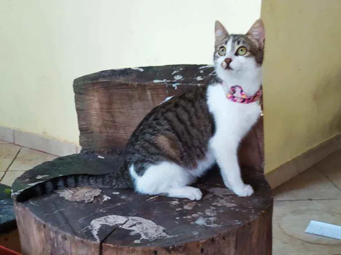 Gato ra a SRD idade 2 a 6 meses nome Lisbela