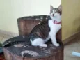 Lisbela