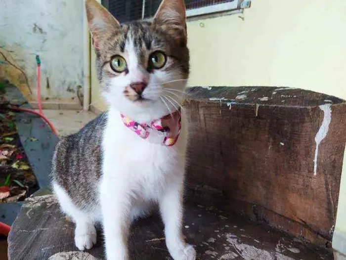 Gato ra a SRD idade 2 a 6 meses nome Lisbela